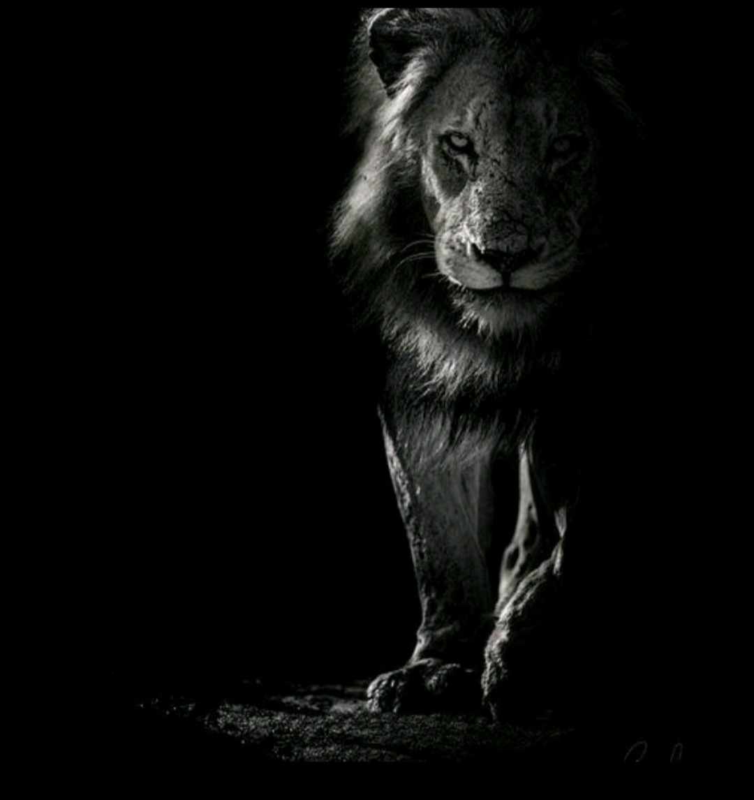 Foto Albom