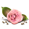 .gul7.